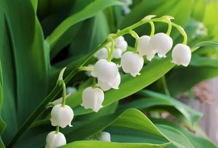 fleur de muguet sur fond de son feuillage vert