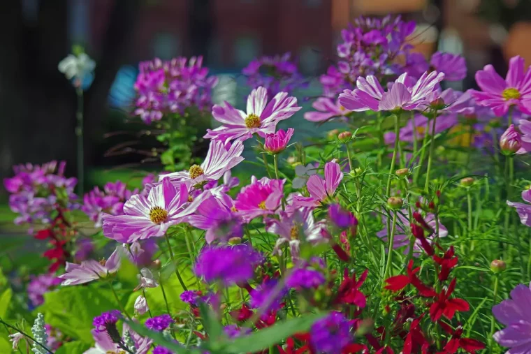 fleurs aeriennes de couleur lilas et rouge profond