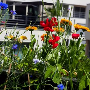 Que mettre comme fleurs sur un balcon : conseils et idées pour un espace fleuri