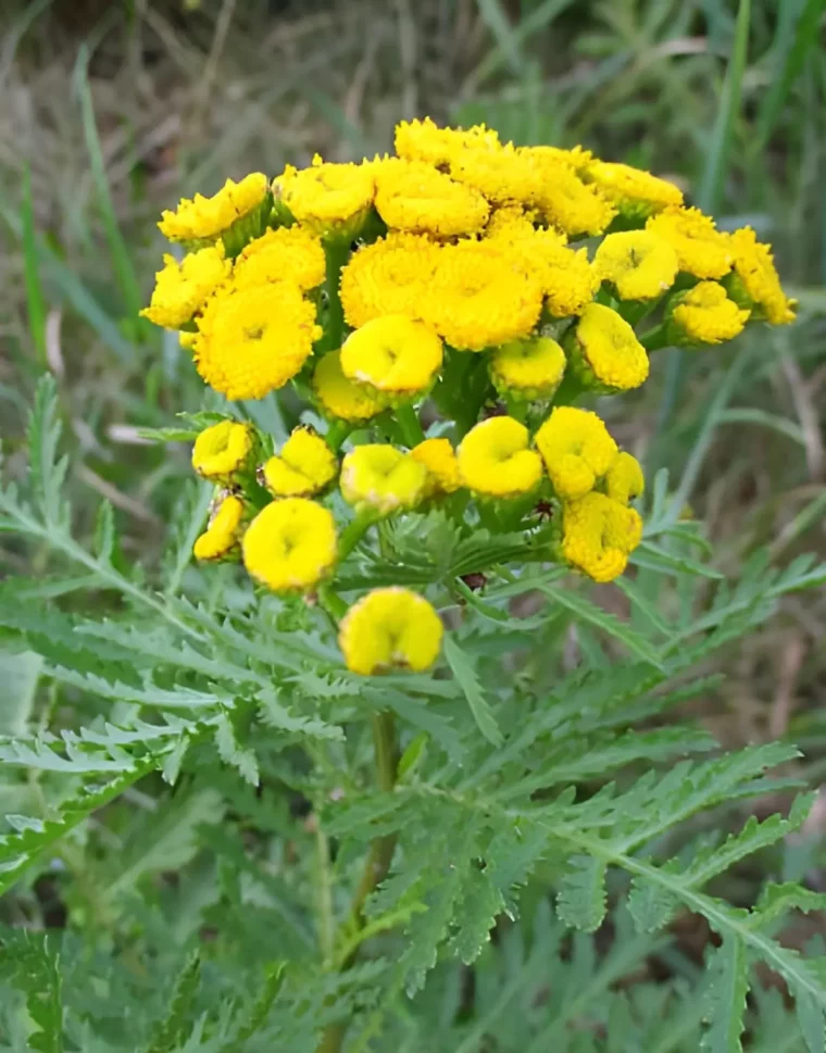 fleurs jaunes de la plante tanaisie sur fond de son feuillage vert