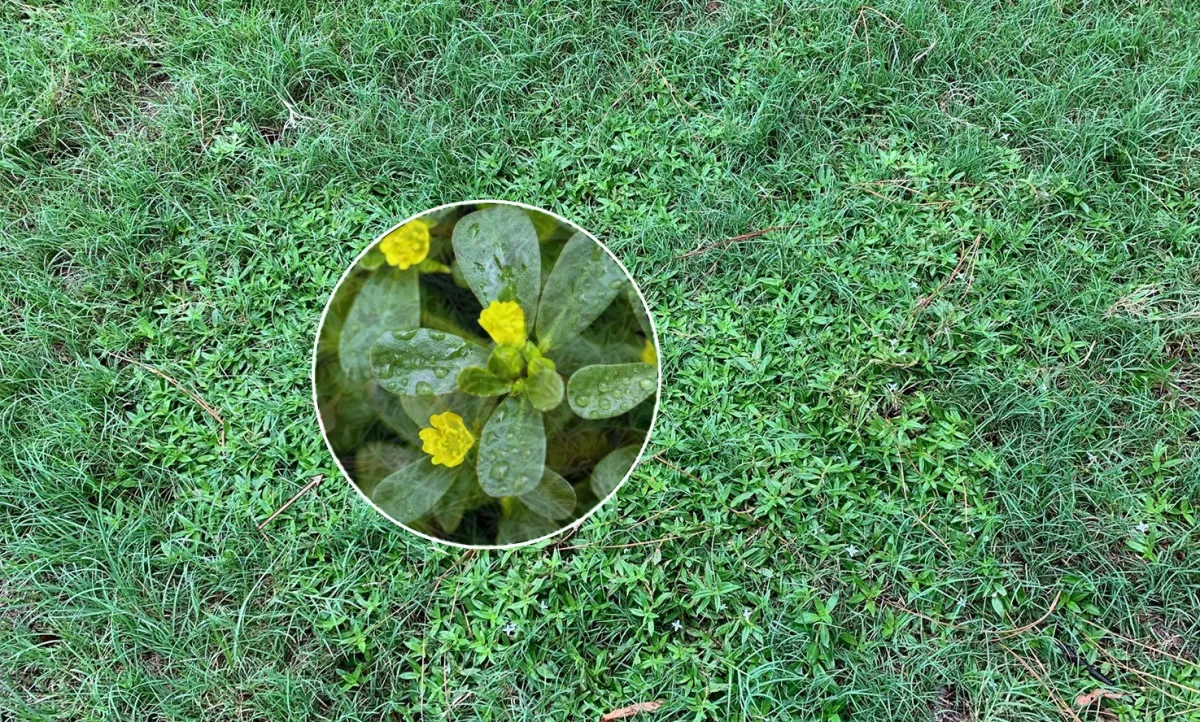 fleurs jaunes mauvaise herbe gazon comment se debarrasser du pourpier dans la pelouse