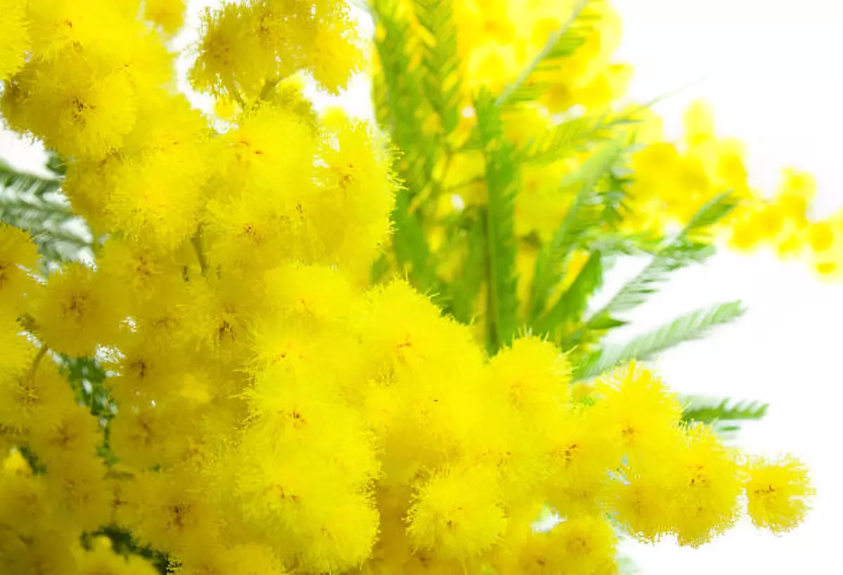 fleurs jaunes plumes de mimosa sur fond blanc