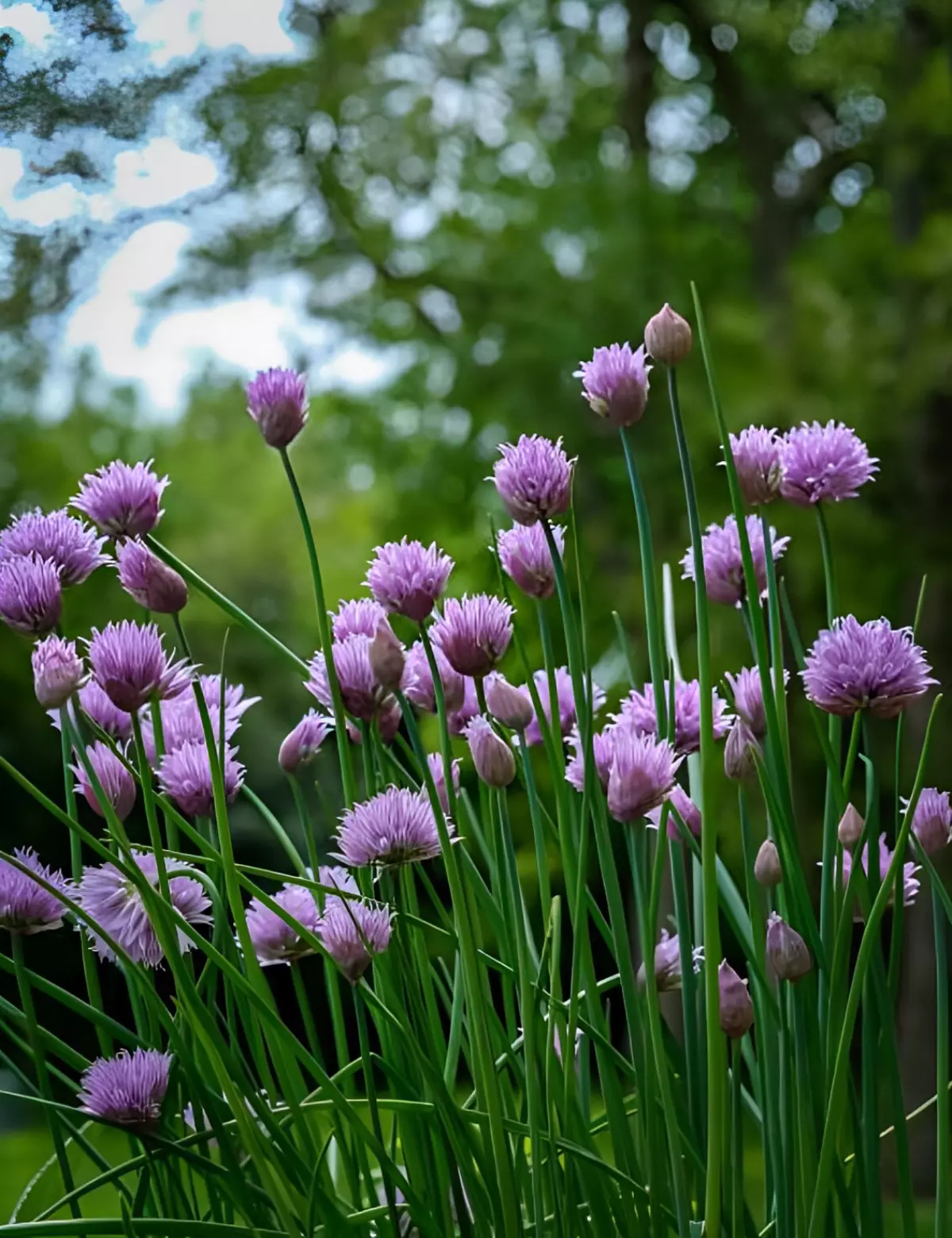fleurs violettes de ciboulette dans un jardin