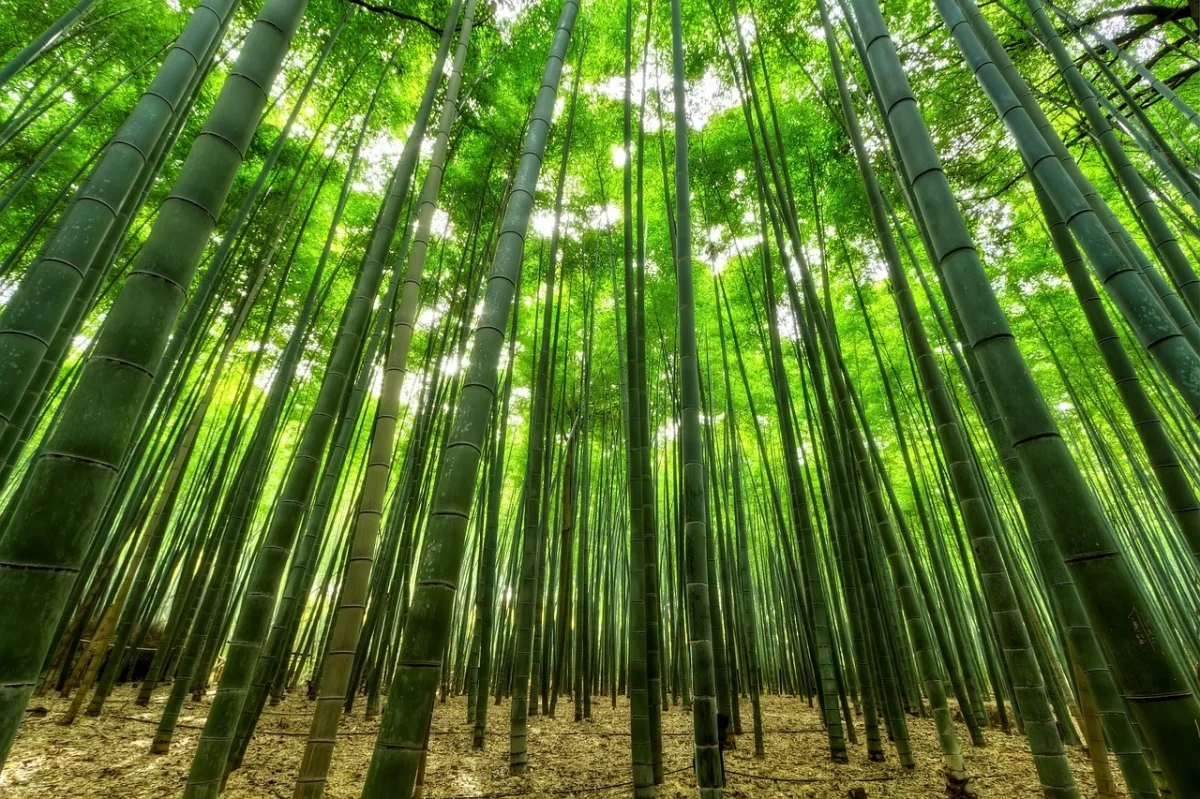 foret bambou lumiere soleil ombre plantes vegetation nature sauvage