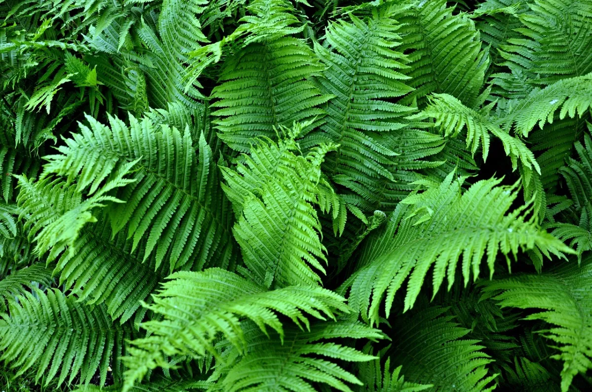 fougere feuilles vert couleur plante ombre humidite fond ecran flore