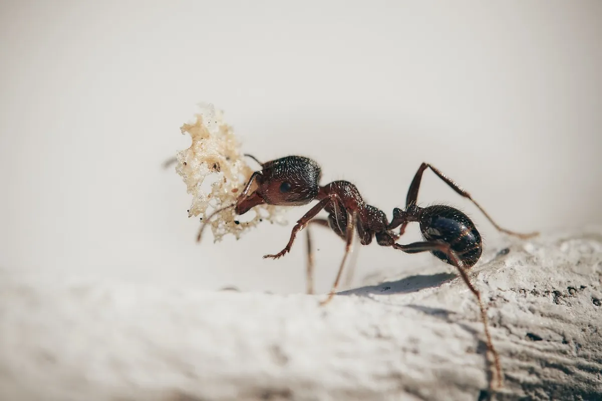 fourmis nourriture sol poudre blanche appat insecte aliment