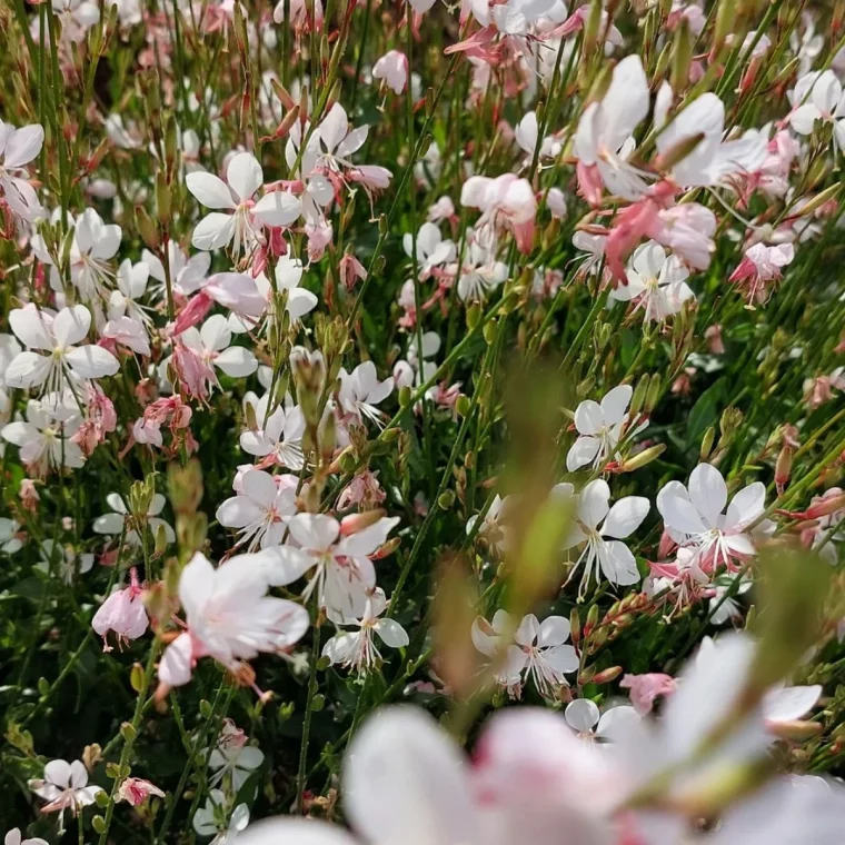 gaura fleurs blanches jardin sud de la france