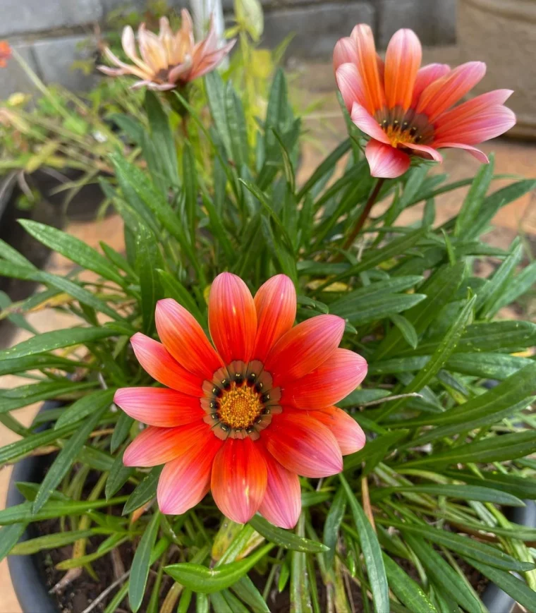 gazania fleurs rouge resistant au soleil