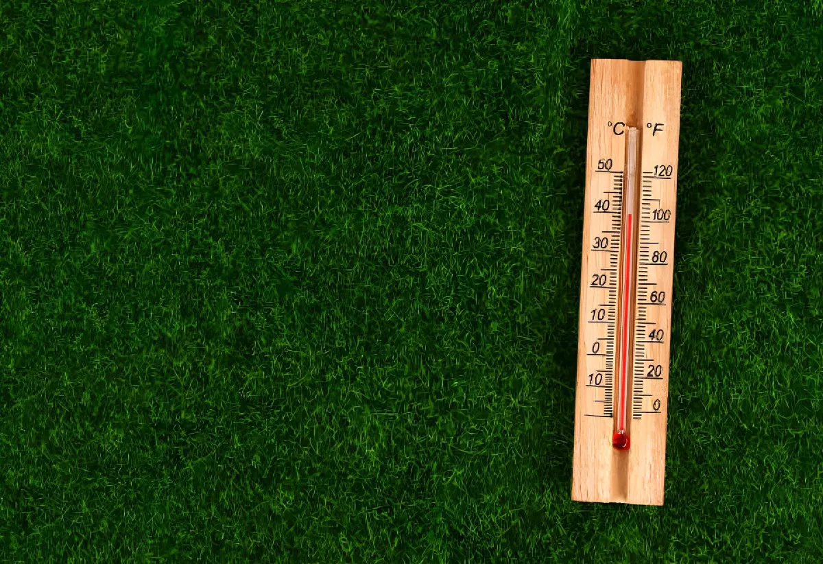 gazon bien vert et canicule avec un thermometre en bois