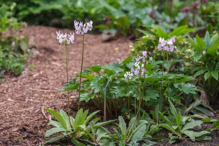 giroselle de virginie dodecatheon meadia tiges longues fleurs violet pastel paillis jardin