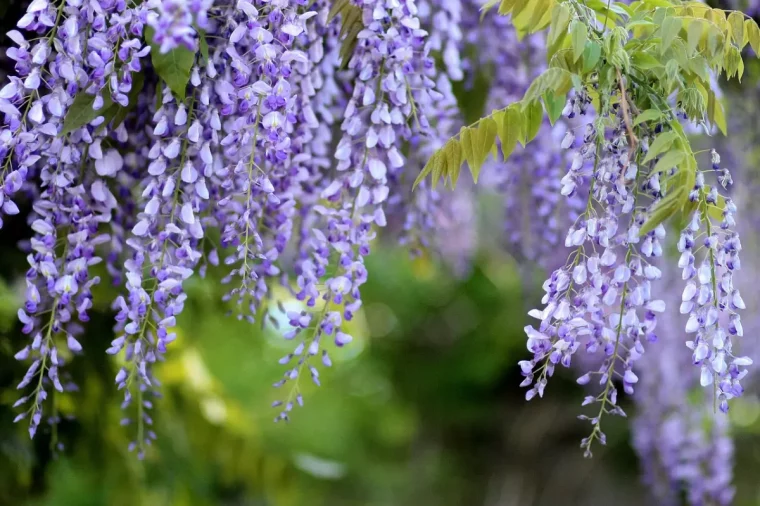 glycines avec des grappes de fleurs violettes