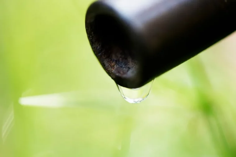 goutte d eau nature feuilles. vertes photographie reflets jeux lumiere