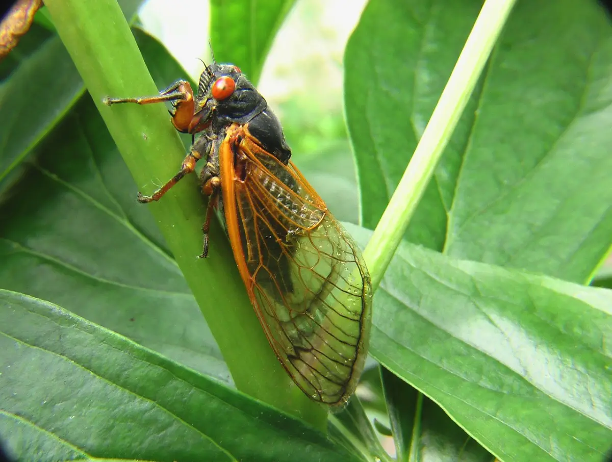 gros insectes sur plantes feuilles grandes vertes ailes transparentes