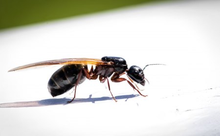 gros plan d une fourmi volante de profil sur une surface blanche