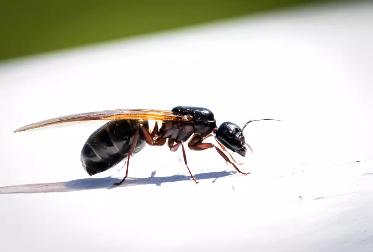 gros plan d une fourmi volante de profil sur une surface blanche