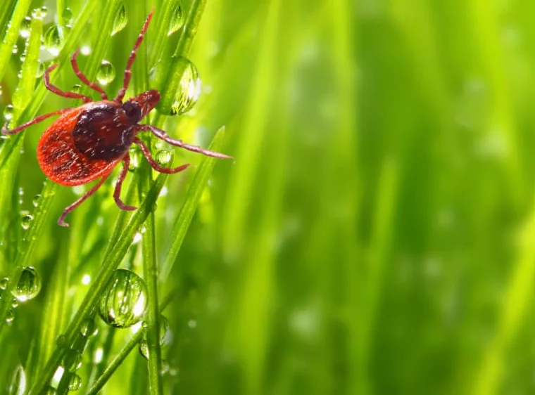 gros plan d une tique dans un environnement humide