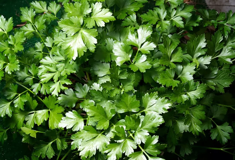 gros plan de la vue de dessus des feuilles vertes brillantes de persil