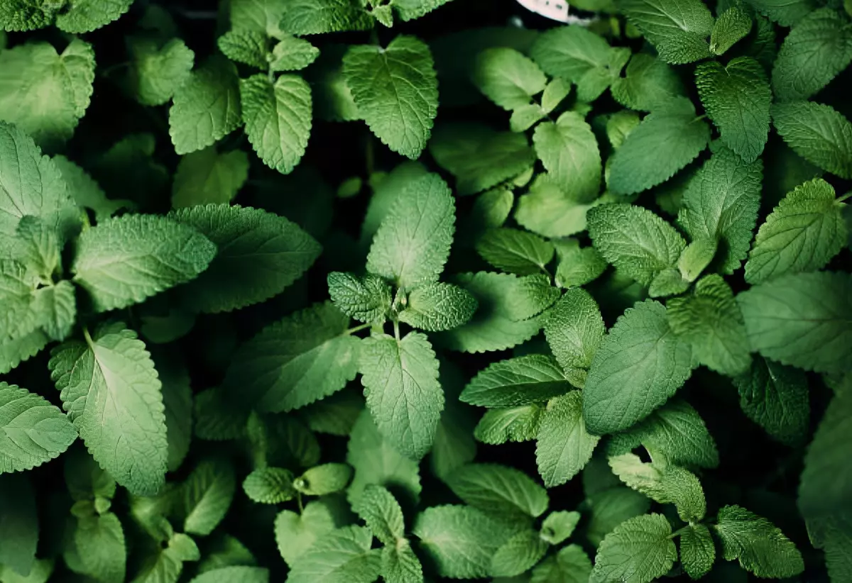 gros plan de la vue de dessus des feuilles vertes de la menthe