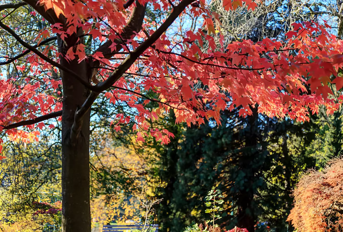 gros plan du feuillage rouge d un erable a l automne