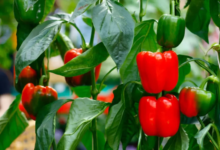 gros plan sur des poivrons rouges et verts avec le feuillage des plants