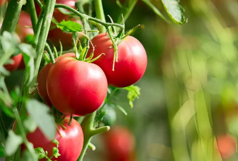 gros plan sur des tomates du potager pretes a cueillir