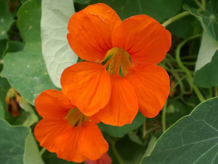 gros plan sur deux fleurs oranges comestibles de capucine