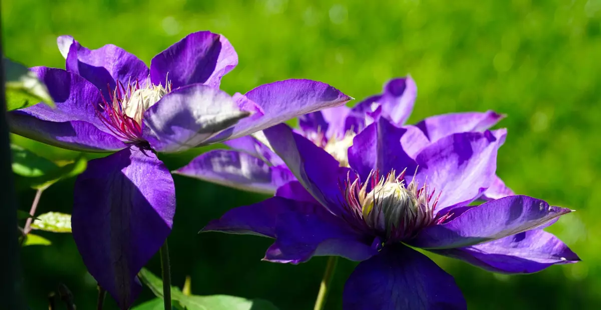 gros plan sur deux fleurs violettes de clematite