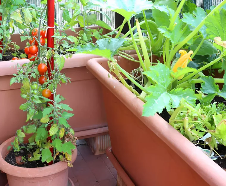 gros plan sur deux jardinieres et un pot avec des plants de legumes sur un balcon