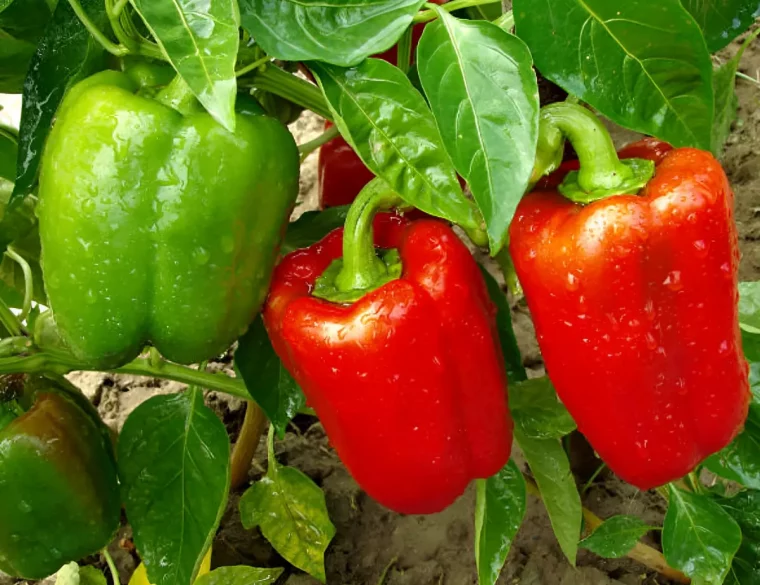 gros plan sur deux poivrons rouges et un poivron vert sur un plant de poivrons