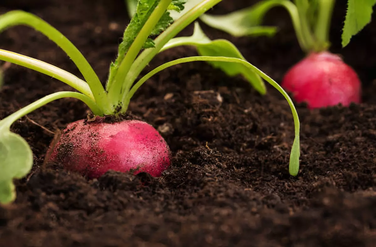 gros plan sur deux radis en terre dans un jardin avec une jolie couleur rouge