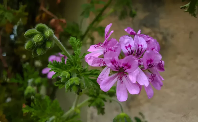 gros plan sur la fleur de geranium rosat