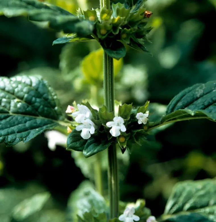 gros plan sur la fleur de melisse