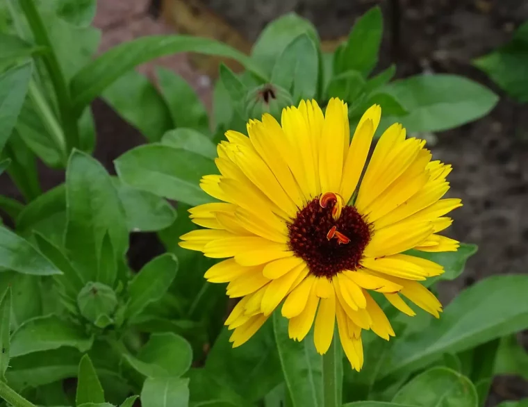gros plan sur la fleur jaune du souci comestible