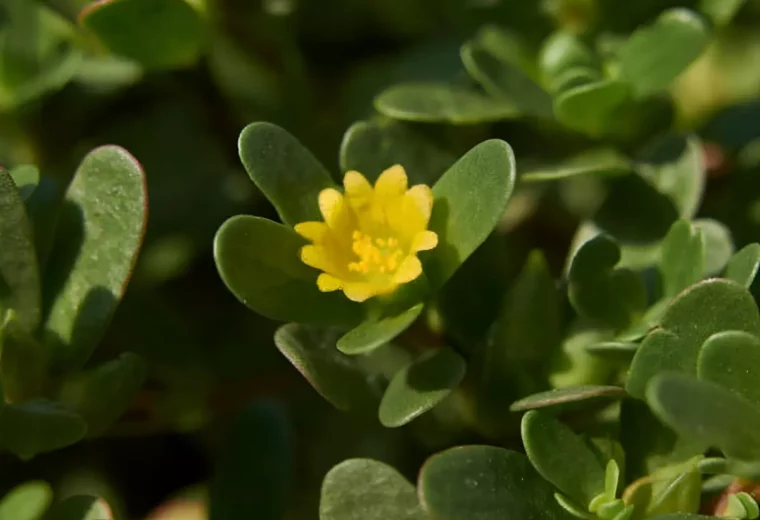 gros plan sur la fleure jaune du pourpier