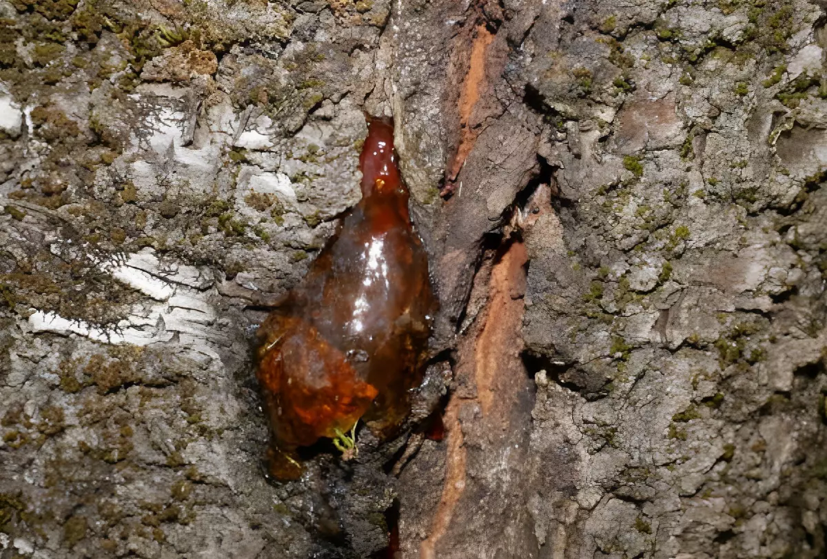 gros plan sur la surface d un arbre infectee de gommose