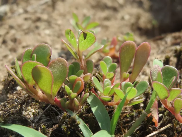 gros plan sur les feuilles charnues du pourpier et une autre plante verte devant