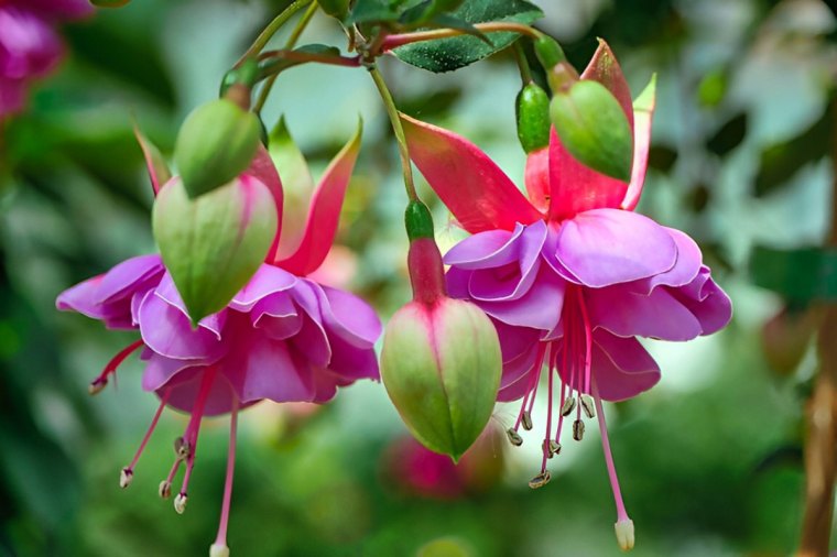 gros plan sur les fleurs bicouleurs du fuchsia sur fond vert