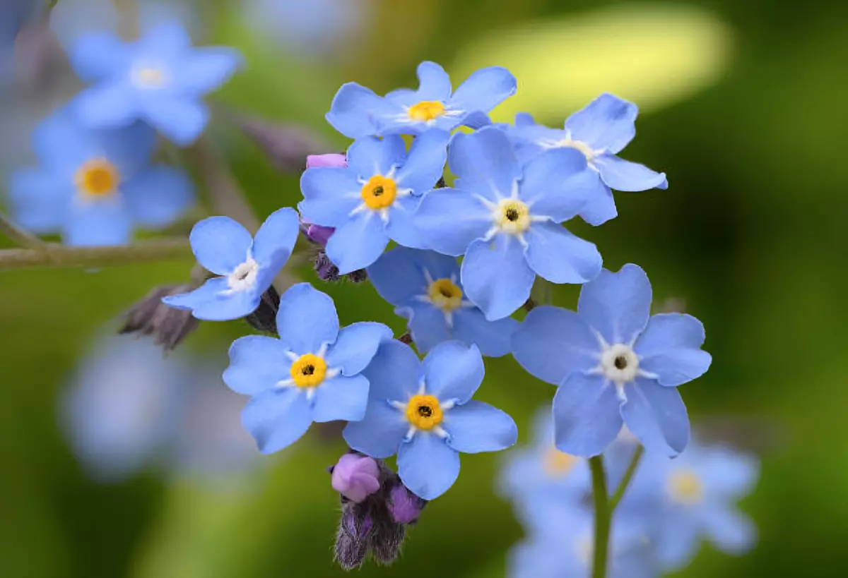gros plan sur les fleurs bleues de myosotis