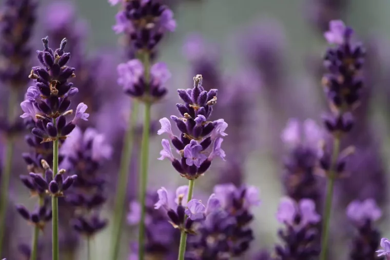 gros plan sur les fleurs de lavande