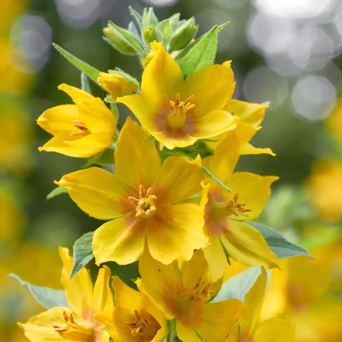 gros plan sur les fleurs jaunes de lysimaque
