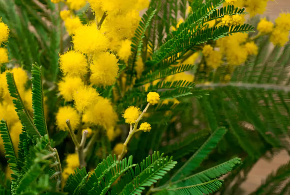 gros plan sur les fleurs plumes jaunes de mimosa qui contrastent avec le feuillage particulier vert fonce