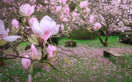 gros plan sur les fleurs roses de magnolia