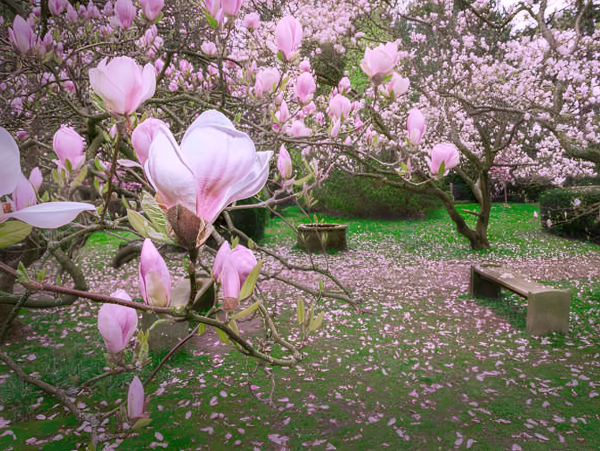 gros plan sur les fleurs roses de magnolia