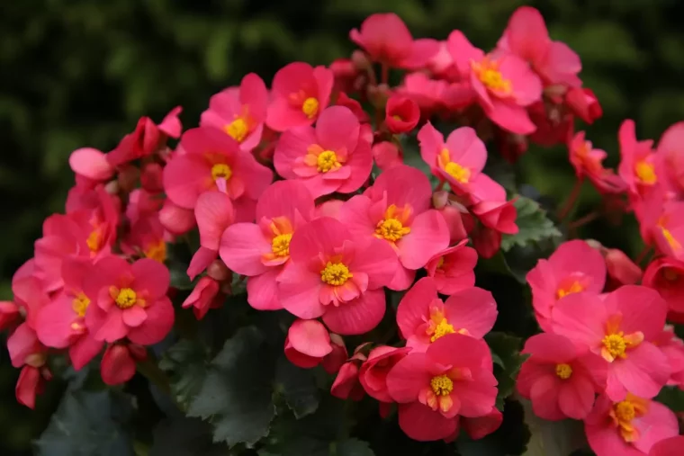 gros plan sur les fleurs roses vif de begonias