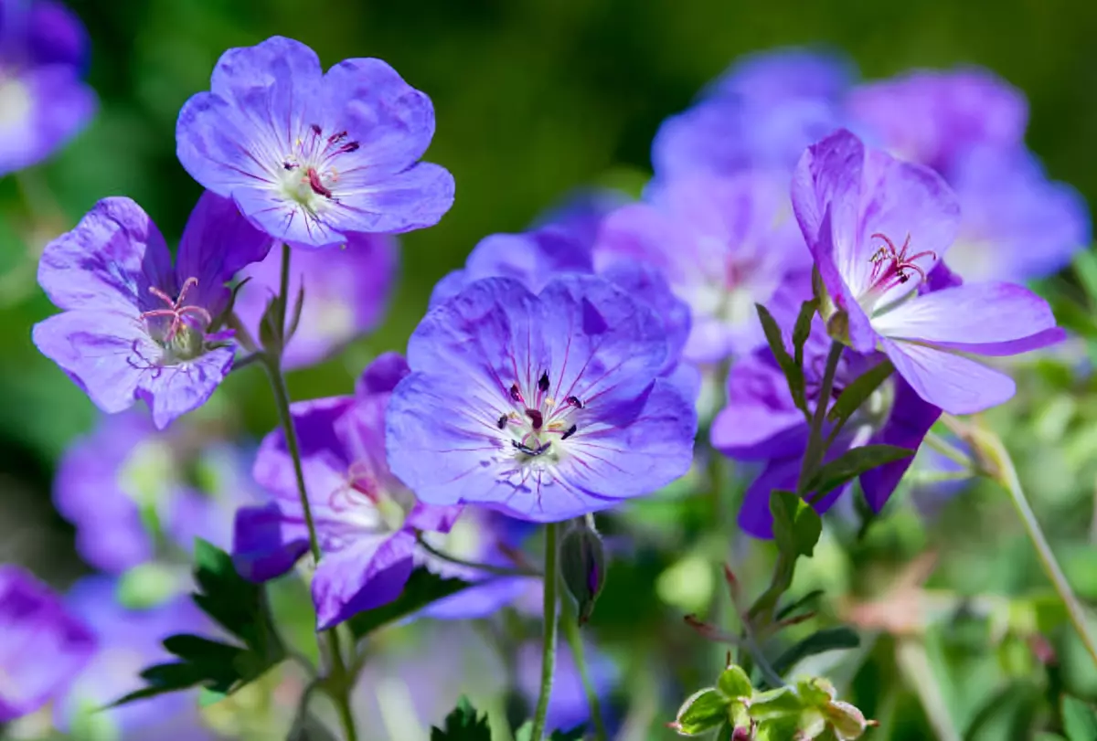 gros plan sur les fleurs violettes de geranium vivace