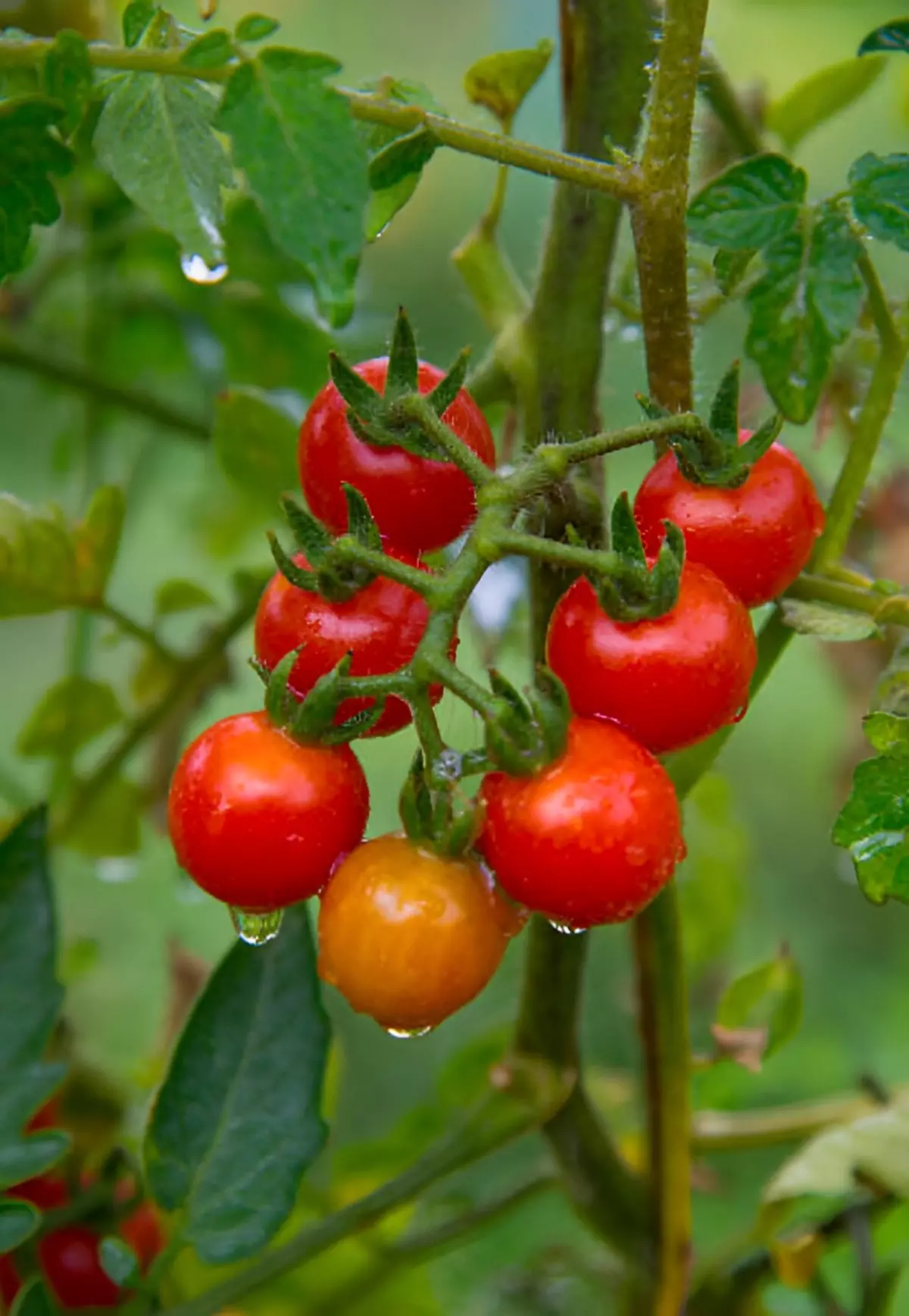 gros plan sur les fruits de tomates cerises rouges sur un plant dans un jardin avec des gouttes d eau