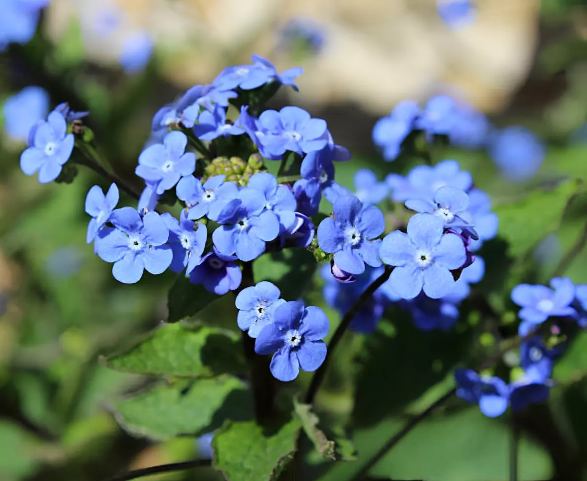 gros plan sur les petites fleurs bleue de brunnera