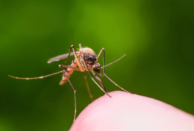 gros plan sur un moustique sur fond vert en train de piquer la peau humaine