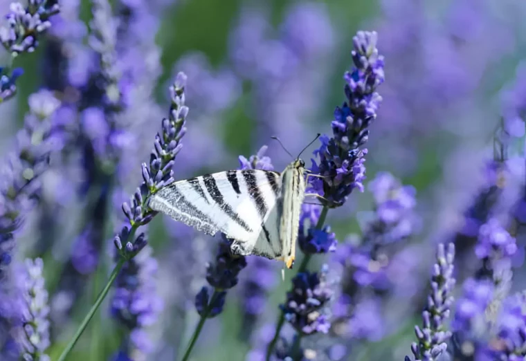 gros plan sur un papillon blanc et noir sur une fleur de lavande