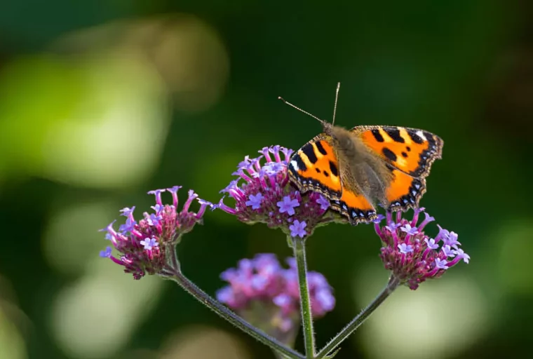 gros plan sur un papillon sur la fleur de la verveine sur fond flou